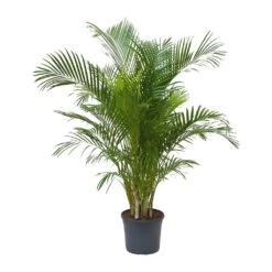 Chrysalidocarpus Lutescens - Areca Palm -Indoor Plants Store Chrysalidocarpus lutescens Areca Palm 31x170cm