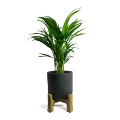 Charlie Plant Pot - Low Stand - Black Washed -Indoor Plants Store Chrysalidocarpus lutescens Areca Palm Charlie Plant Pot Low Stand Black Washed