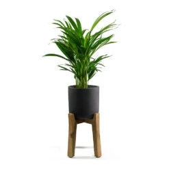 Charlie Plant Pot - Tall Stand - Black Washed -Indoor Plants Store Chrysalidocarpus lutescens Areca Palm Charlie Plant Pot Tall Stand Black Washed