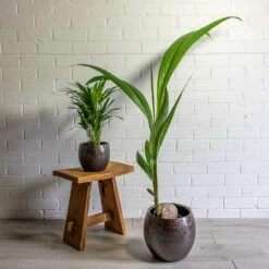 Cocos Nucifera - Coconut Palm Tree -Indoor Plants Store Chrysalidocarpus lutescens Areca Palm Cocos nucifera Coconut Palm Tree kae mocha 19cm 29cm plant pot 069c1531 b574 47fd b66e bcac719749b5