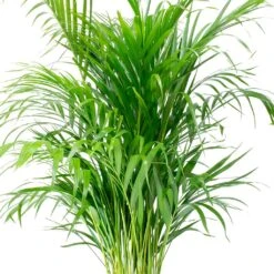 Chrysalidocarpus - Areca Palm - HydroCare -Indoor Plants Store Chrysalidocarpus lutescens Areca Palm Leaves e8fcecef 1c2a 4d92 962c c93ae4f90fa8