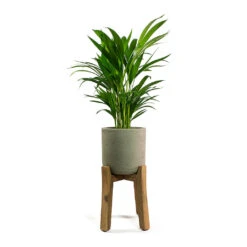 Charlie Plant Pot - Tall Stand - Grey Washed -Indoor Plants Store Chrysalidocarpus lutescens Areca Palm Patt Plant Pot Low Stand Black Washed