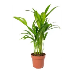 Chrysalidocarpus Lutescens - Areca Palm -Indoor Plants Store Chrysalidocarpus lutescens Areca Palm Small