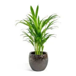 Kae Plant Pot - Mocha -Indoor Plants Store Chrysalidocarpus lutescens Areca Palm kae mocha 19cm plant pot 8bd74c90 1a8a 43d7 bc0a 9cd48dc7a83d