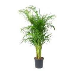Chrysalidocarpus Lutescens - Areca Palm -Indoor Plants Store Chrysalidocarpus lutescens Areca Palm 246f362e 38ef 47a4 9213 97ba6c0fe2f5