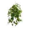 Cissus Rhombifolia Ellen Dancia - Grape Ivy -Indoor Plants Store Cissus ellen danica Grape Ivy