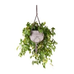 Cissus Rhombifolia Ellen Dancia - Grape Ivy -Indoor Plants Store Cissus rhombifolia Ellen Dancia Grape Ivy 17x40cm Hans Hanging Plant Pot Laterite Grey 22x19cm