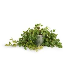 Cissus Rhombifolia Ellen Dancia - Grape Ivy -Indoor Plants Store Cissus rhombifolia Ellen Dancia Grape Ivy 17x40cm Kaat Plant Pot Green 20x20cm