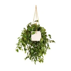 Cissus Rhombifolia Ellen Dancia - Grape Ivy -Indoor Plants Store Cissus rhombifolia Ellen Dancia Grape Ivy 17x40cm Patt Hanging Plant Pot Grey Washed 20x17cm