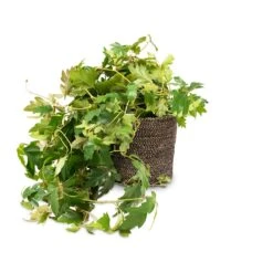Cissus Rhombifolia Ellen Dancia - Grape Ivy -Indoor Plants Store Cissus rhombifolia Ellen Dancia Grape Ivy 17x40cm Selin Plant Basket Black Weave 22x19cm