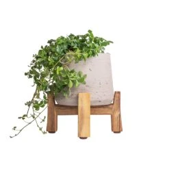Cissus Striata Parthenocissus - Verona Vein -Indoor Plants Store Cissus striata parthenocissus Verona Vein 12x20cm Patt Plant Pot Low Stand Grey Washed 20x21cm 3