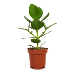 Clusia Rosea Princess - Autograph Tree -Indoor Plants Store Clusia rosea Princess Autograph Tree 12x30cm