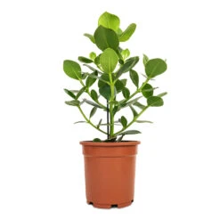 Clusia Rosea Princess - Autograph Tree -Indoor Plants Store Clusia rosea Princess Autograph Tree 17x55cm