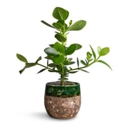 Lindy Plant Pot - Black Green -Indoor Plants Store Clusia rosea Princess Autograph Tree 17x55cm Lindy Plant Pot Black Green 23x20cm a8ac1a7b 3736 473e bdab 0f23f4298ae1
