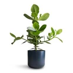 Clusia Rosea Princess - Autograph Tree -Indoor Plants Store Clusia rosea Princess Autograph Tree 17x55cm Lisbon Plant Pot Navy 19x19cm