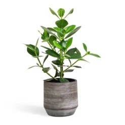 Clusia Rosea Princess - Autograph Tree -Indoor Plants Store Clusia rosea Princess Autograph Tree 17x55cm Norell Plant Pot Latte Brown 21x20cm d8aebd92 aaa3 4d11 97fd b5648ef2bd4a