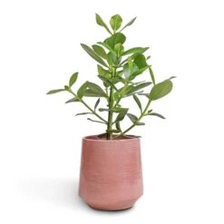 Remi Plant Pot - Pink 12 Remi Plant Pot - Pink -Indoor Plants Store Clusia rosea Princess Autograph Tree 17x55cm Remi Plant Pot Pink 23x25cm