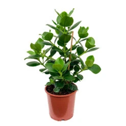Clusia Rosea Princess - Autograph Tree -Indoor Plants Store Clusia rosea Princess Autograph Tree