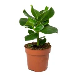 Clusia Rosea Princess - Autograph Tree -Indoor Plants Store Clusia rosea Princess Autograph Tree 30cm