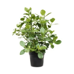 Clusia Rosea Princess - Autograph Tree -Indoor Plants Store Clusia rosea Princess Autograph Tree 30x100cm