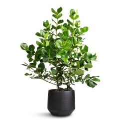 Norell Plant Pot - Black 36 Norell Plant Pot - Black -Indoor Plants Store Clusia rosea Princess Autograph Tree 30x100cm Norell Plant Pot Black 32x30cm 3c33ce30 5050 48d5 a842 879b28e4461b