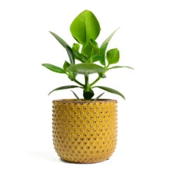 Clusia Rosea Princess - Autograph Tree -Indoor Plants Store Clusia rosea Princess Autograph Tree Bolino Plant Pot Yellow eff7f417 4506 4b31 8b04 ff487146aac9