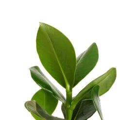 Clusia Rosea Princess - Autograph Tree -Indoor Plants Store Clusia rosea Princess Autograph Tree DETAIL