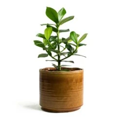 Clusia Rosea Princess - Autograph Tree -Indoor Plants Store Clusia rosea Princess Autograph Tree Jordy Plant Pot Caramel