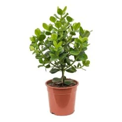 Clusia Rosea Princess - Autograph Tree -Indoor Plants Store Clusia rosea Princess Autograph Tree Large