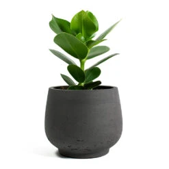 Clusia Rosea Princess - Autograph Tree -Indoor Plants Store Clusia rosea Princess Autograph Tree Mini Pixie Plant Pot Black Washed 714a35cb 284a 4240 adfb c7a4919ff91d
