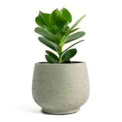 Mini Pixie Plant Pot - Grey Washed -Indoor Plants Store Clusia rosea Princess Autograph Tree Mini Pixie Plant Pot Grey Washed