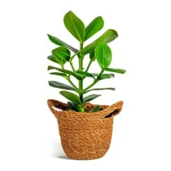 Clusia Rosea Princess - Autograph Tree -Indoor Plants Store Clusia rosea Princess Autograph Tree nelis camel basket plant pot 3cfadbee f129 4fa9 87b5 ed50b31c7031