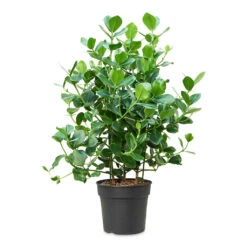 Clusia Rosea Princess - Autograph Tree -Indoor Plants Store Clusia rosea Princess 34x110cm
