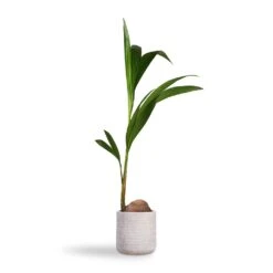 Angle Cylinder Plant Pot - White 12 Angle Cylinder Plant Pot - White -Indoor Plants Store Cocos nucifera Coconut Palm Tree 19x120cm Angle Cylinder Plant Pot White 24x24cm