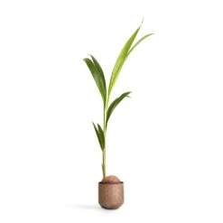 Cocos Nucifera - Coconut Palm Tree -Indoor Plants Store Cocos nucifera Coconut Palm Tree 19x120cm Jort Metal Plant Pots Set4 Latte