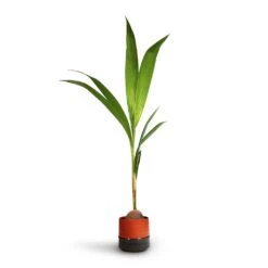 Cocos Nucifera - Coconut Palm Tree -Indoor Plants Store Cocos nucifera Coconut Palm Tree 19x120cm Marlijn Plant Pot Coral 21x21cm 3d80c0ef 267d 4983 b718 fcb62d431f03