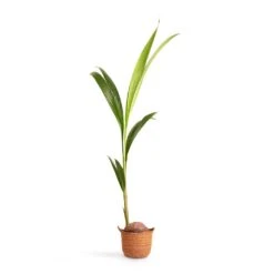 Cocos Nucifera - Coconut Palm Tree -Indoor Plants Store Cocos nucifera Coconut Palm Tree 19x120cm Nelis Plant Basket Camel 23x20cm