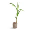 Cocos Nucifera - Coconut Palm Tree 1 Cocos Nucifera - Coconut Palm Tree -Indoor Plants Store Cocos nucifera Coconut Palm Tree 19x140cm Prague Plant Pot Taupe 20x18cm 4051b7ed e6b0 42ea ac8b 8c0fe4bf39ac