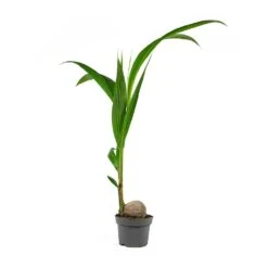 Cocos Nucifera - Coconut Palm Tree -Indoor Plants Store Cocos nucifera Coconut Palm Tree