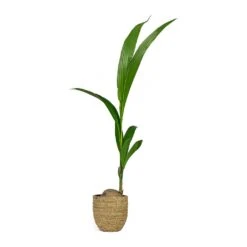 Cody Plant Pot - Straw Grass -Indoor Plants Store Cocos nucifera Coconut Palm Tree Cody Plant Pot Straw Grass 0fb12f6f f104 455a bc04 3821e446b773