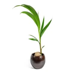 Kae Plant Pot - Mocha -Indoor Plants Store Cocos nucifera Coconut Palm Tree kae mocha 29cm plant pot 31c40d77 bf66 4c5a b14c 68acfcaf0165