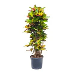 Codiaeum Iceton - Croton -Indoor Plants Store Codiaeum Iceton Croton 135cm