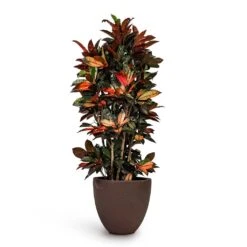 Codiaeum Iceton - Croton -Indoor Plants Store Codiaeum Iceton Croton 27x110cm Grigio Egg Pot Planter Rusty Iron Concrete 40x36cm fb973b06 448a 49e6 b85c 0dbee2d03fc6