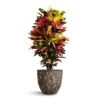 Codiaeum Iceton - Croton -Indoor Plants Store Codiaeum Iceton Croton 27x110cm Lava Couple Relic Planter Rust 36x34cm