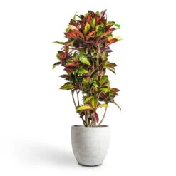 Codiaeum Iceton - Croton -Indoor Plants Store Codiaeum Iceton Croton 30x130cm Cas Plant Pot Cool Grey 36x32cm