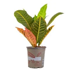 Codiaeum Petra - Croton -Indoor Plants Store Codiaeum Petra Croton 13x40cm