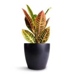 Codiaeum Petra - Croton -Indoor Plants Store Codiaeum Petra Croton 13x40cm Sven Plant Pot Black 18x16cm 11c0f456 87bf 4987 9726 9c1392ed85eb