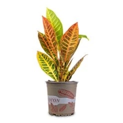 Codiaeum Petra - Croton -Indoor Plants Store Codiaeum Petra Croton 13x40cm 2