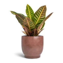 Codiaeum Petra - Croton -Indoor Plants Store Codiaeum Petra Croton 17x45cm Lykke Plant Pot Chestnut 21x20cm da0c0d12 d5af 4aaf a020 9069d1fa1b37