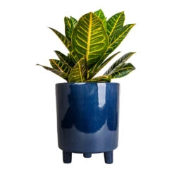 Codiaeum Petra - Croton -Indoor Plants Store Codiaeum Petra Croton 17x45cm Pisa Plant Pot Navy 20x24cm 3a9cf00d 730d 4336 b596 dc25295452d4